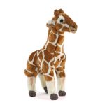LIVING NATURE Giraffenjunges