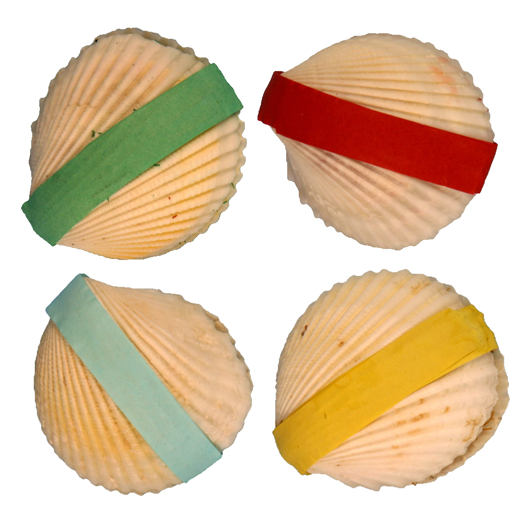 MUSCHELN-GESCHLOSSEN-FREI-Kopie Wundermuschel – Bild 1