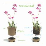 Orchideentopf – Bild 4