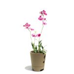 Orchideentopf – Bild 3