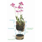 Orchideentopf