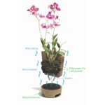 Orchideentopf – Bild 2