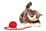 Billy die Katze