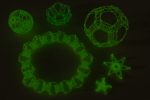 Fluoreszierende Knüpferli